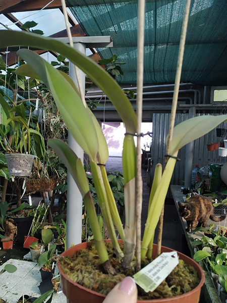 Cattleya labiata amoena 'Preciosa' (Z-8) x Cattleya labiata alba 'Cisne Branco' (Z-268).jpg