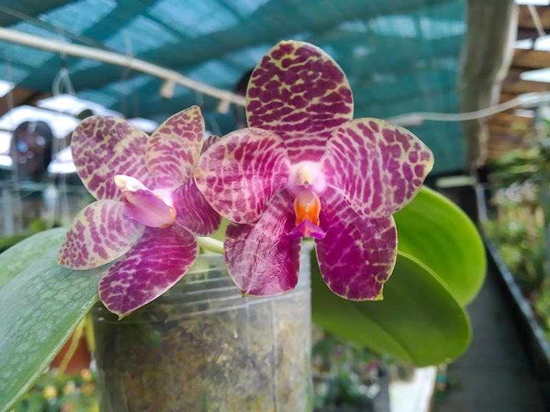 Phalaenopsis Mainshow Tiger (cross plants).jpg