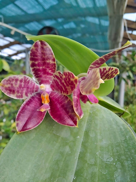 Phalaenopsis Mainshow Tiger (cross plants).jpg