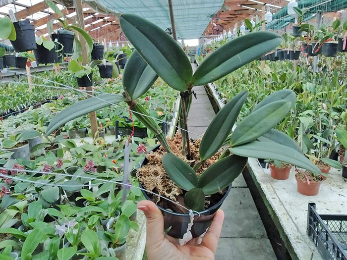 Cattleya schilleriana 'D Bertha' x 'Guarapari'.jpg