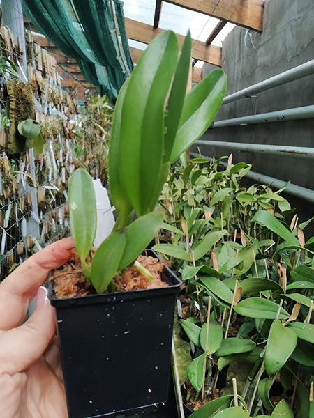 Laelia pumila coerulea 'AT' x coerulescens 'Cochetto'.jpg