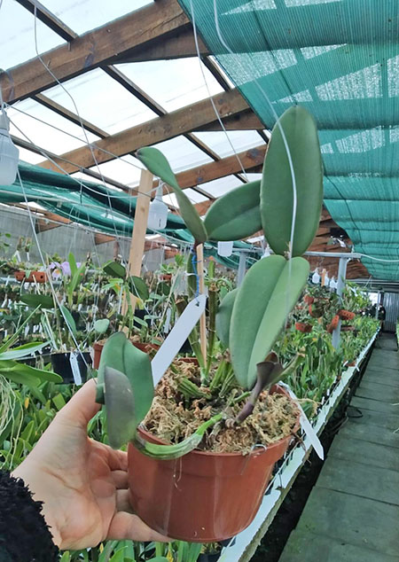 Cattleya schilleriana ((Labelao x Guarapari) x coerulea) x Guarapari.jpg