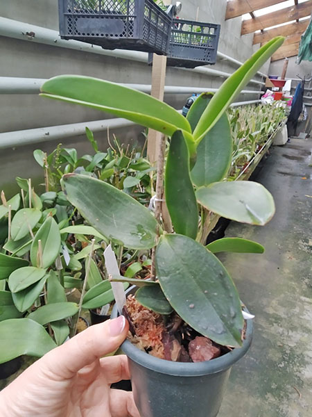 Cattleya amethystoglossa flamea (#1 x #2).jpg