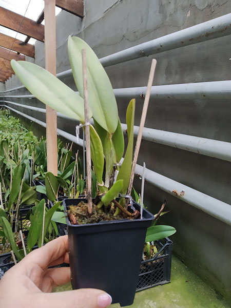 Cattleya warneri semi-alba (Jean) x warneri trilabelo.jpg