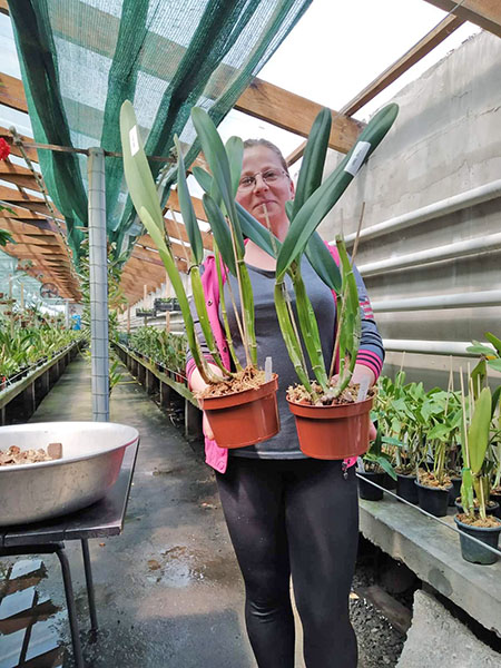 Laelia purpurata werkhauseri x sib.jpg