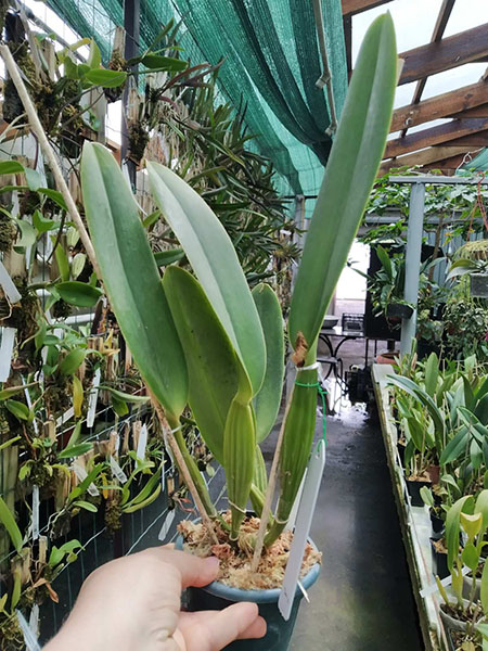 Cattleya labiata coerulea 'OTA #81' (coerulea 'Via da Mata' x coerulea 'Tapera').jpg