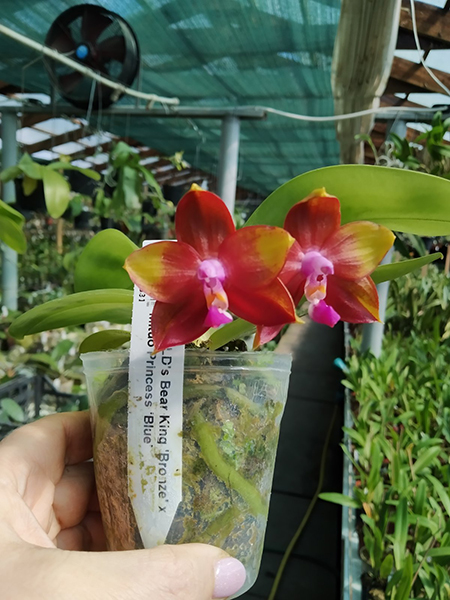 Phalaenopsis LD's Bear King 'Bronze' x Mituo Princess 'Blue' (select).jpg