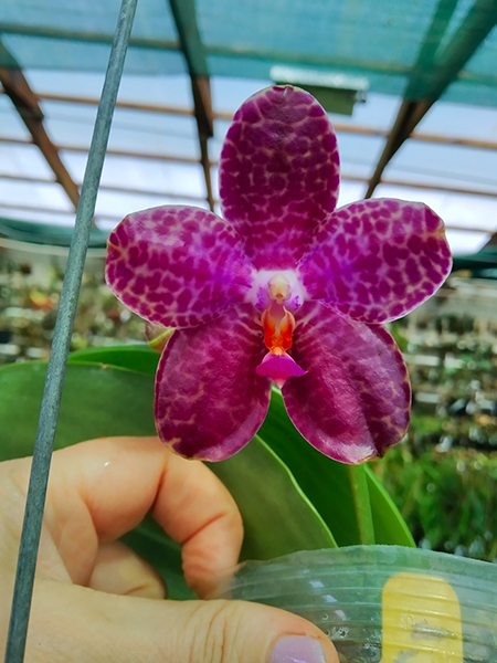 Phalaenopsis Mainshow Tiger.jpg