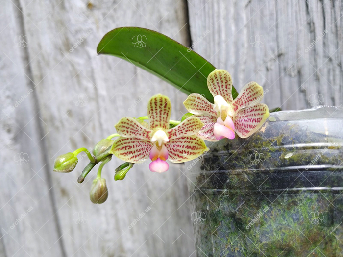 Phalaenopsis javanica x minus.jpg