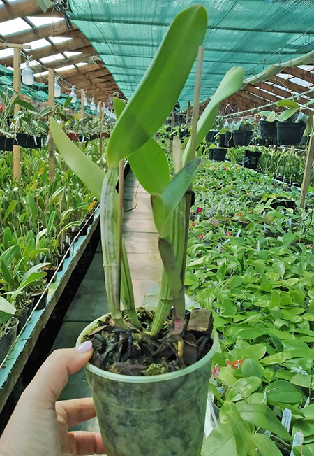 Cattleya lueddemanniana (Morena x OK-2) 'N 1' x lueddemanniana dark lip splash.jpg