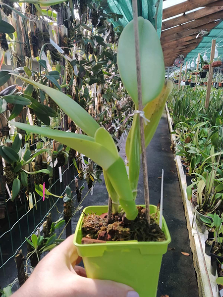 Cattleya warneri tipo x tipo.jpg