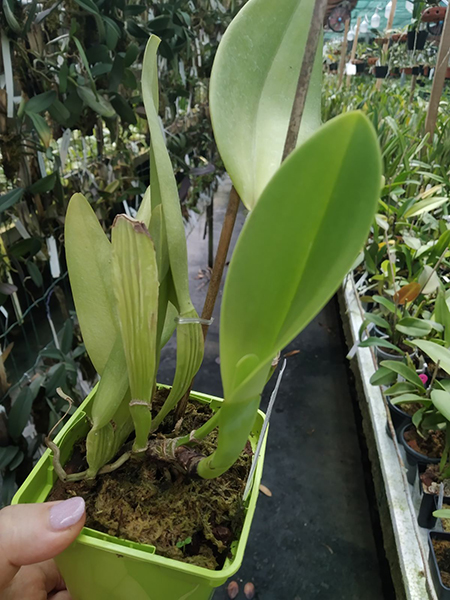 Cattleya warneri flamea 'Katiuscia' x tipo.jpg