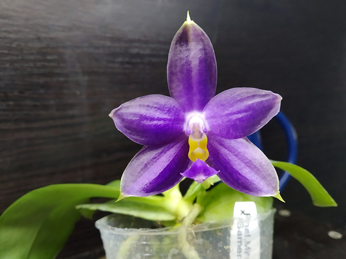 Phalaenopsis Mituo Kaiulani Eagle x (Samera-Singher Pure Love).jpg