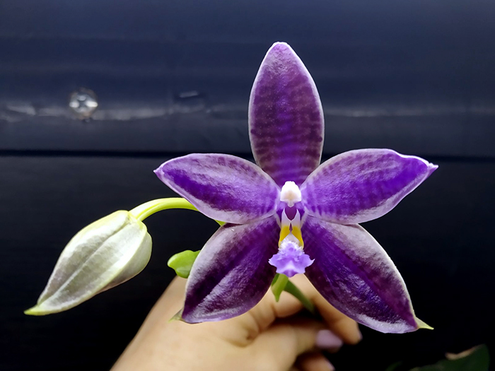 Phalaenopsis (YangYang Blueberry x lueddemannian fma coerulea).jpg