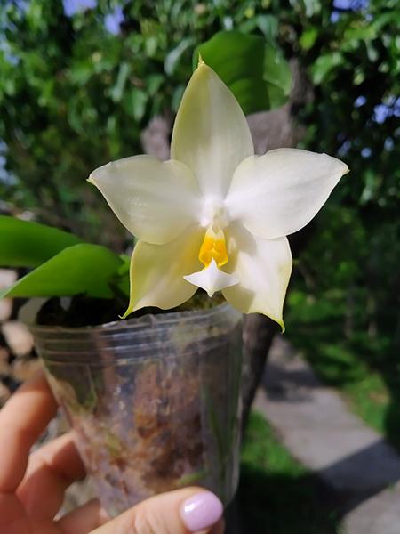 Phalaenopsis (Penang Violacea 'indigo' x Mituo Reflex Dragon 'Blue-2').jpg