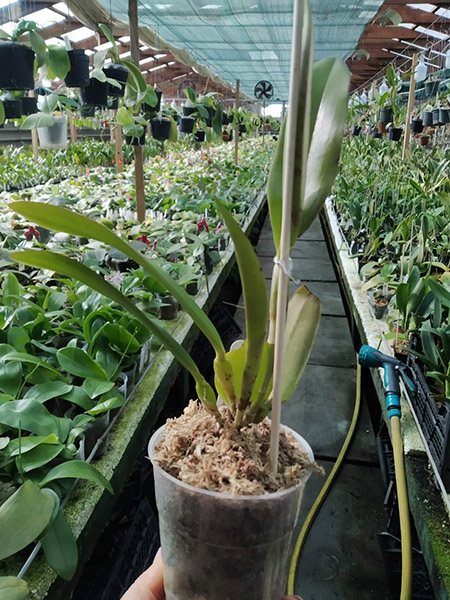 Cattleya Princesse Clementine 'SVO' 940 x velutina 'SVO 24' 3642.jpg