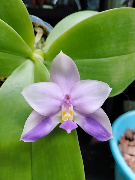 Phalaenopsis Mituo Samera 'M#1' x Mituo Blue Bear 'B-2'.jpg