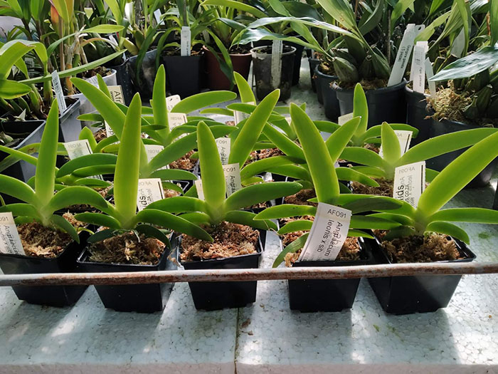 Angraecum leonis.jpg