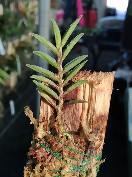 Ceratochilus biglandulosus.jpg