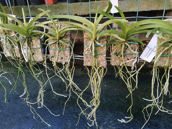 Cyrtorchis praetermissa.jpg