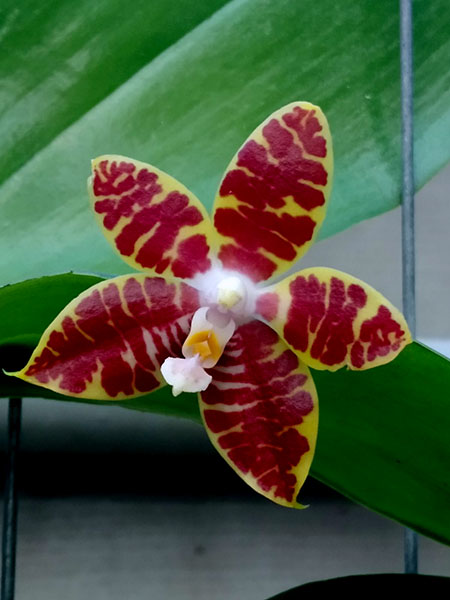 Phalaenopsis Joey 'Yu Fu' x Kung's Red Cherry 'Jon'.jpg