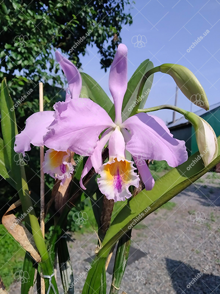 Cattleya mossiae yellow lip x coerulea 'Pablo'.jpg