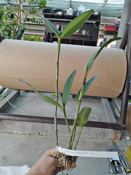 Cattleya schofieldiana ('Caioaba' x 'Santa Leopoldina').jpg