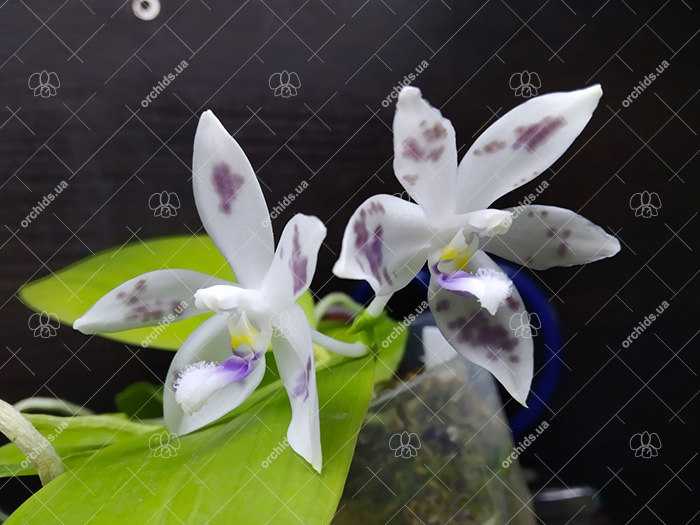 Phalaenopsis speciosa 'Blue' x speciosa' Blue Spot'.jpg