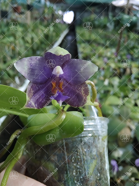 Phalaenopsis LD Purple 3S x Mituo Reflex Dragon 'BIue-1'.jpg