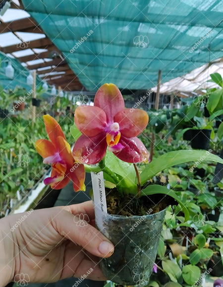 Phalaenopsis Mituo Sun Queen '63-2'.jpg