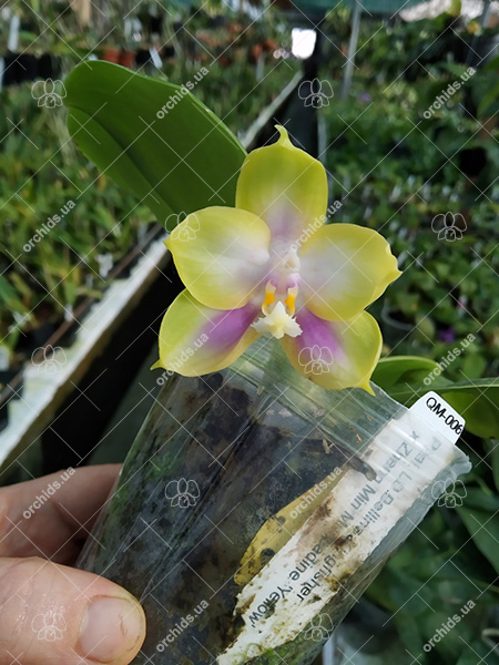 Phalaenopsis (LD Bellina Kingfisher x Zheng Min Muscadine).jpg