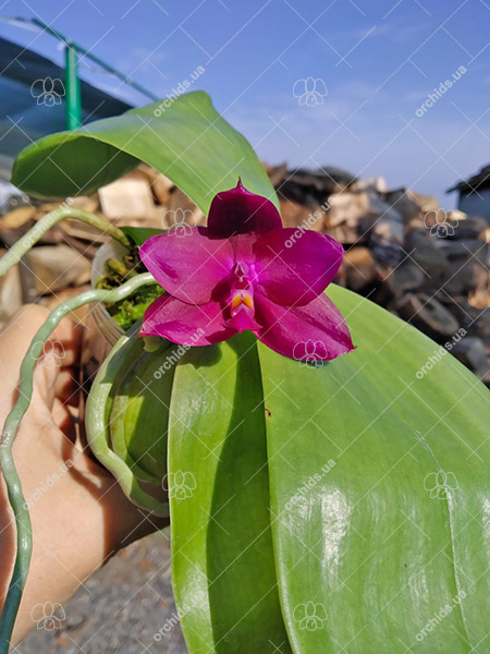 Phalaenopsis LD Bear King x Jong's Coral WooD.jpg