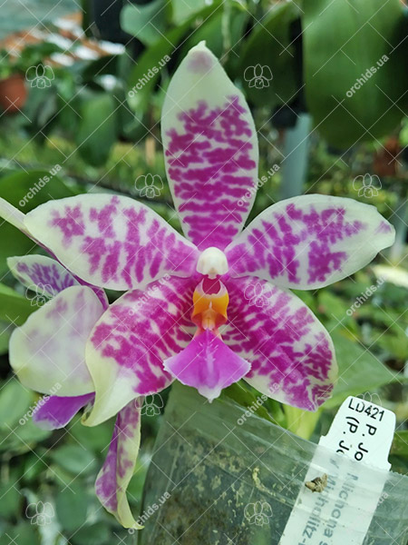 Phalaenopsis Joy Michona (Joy Micholitz-Ludde x bellina var coerulea).jpg