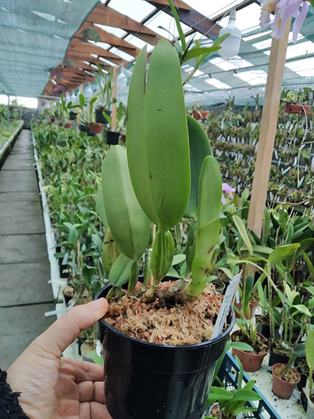 Cattleya warneri coerulea x coerulea Guarapari.jpg