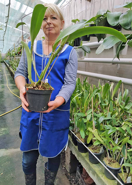 Cattleya warscewiczii sanderiana.jpg