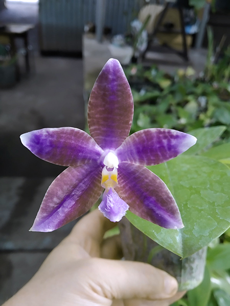 Phalaenopsis (YangYang Blue Angel x lueddemanniana coerulea).jpg