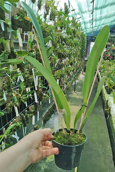 Cattleya dowiana 'Rosita' x self.jpg