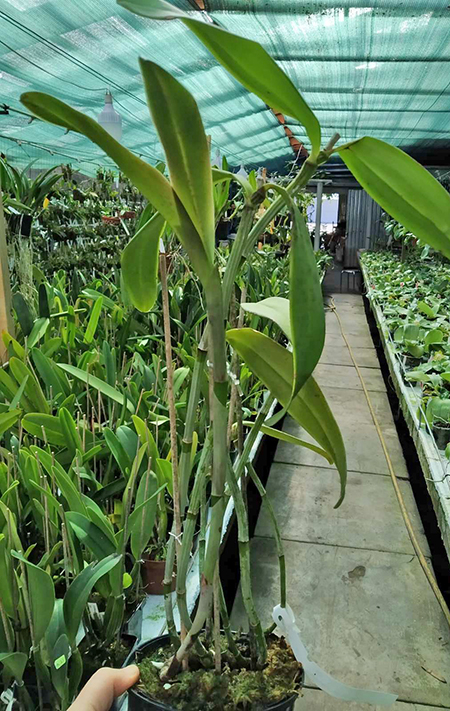 Cattleya schofieldiana ('Potira' x 'Janaina').jpg