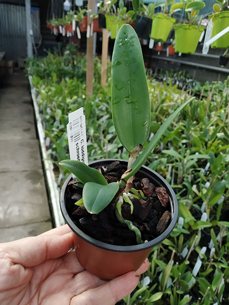 Cattleya loddigesii alba 'Sao Carlo' x schroederae (M).jpg