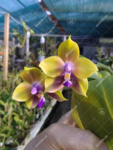 Phalaenopsis Mituo Princess 'Blue-10'.jpg