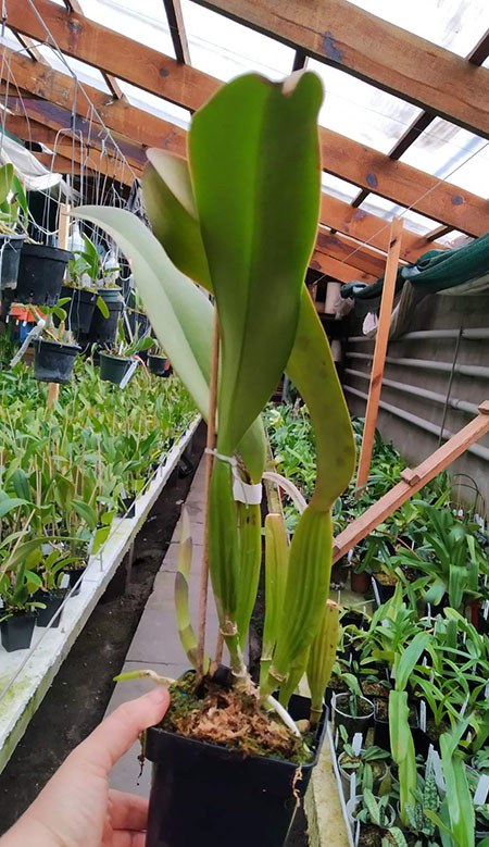 Cattleya labiata 'Humanist Figueirax' (Curupira x Pataxos).jpg