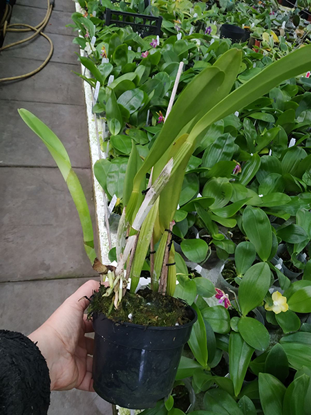 Cattleya percivaliana tipo ('Summit' x ‘Centro Remolacha').jpg