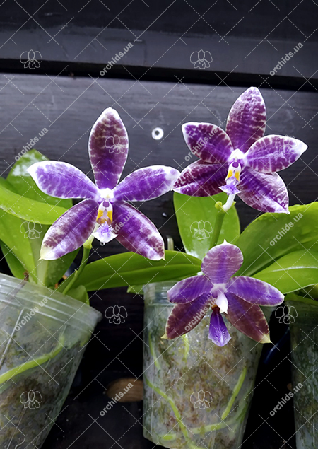 Phalaenopsis (YangYang Blue Angel x lueddemanniana coerulea).jpg