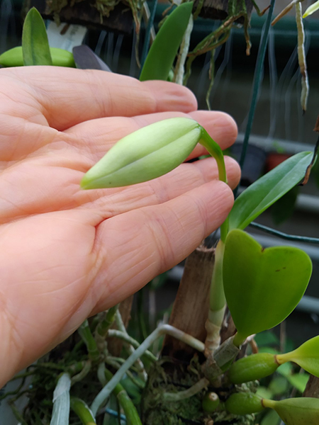 Laelia pumila semi-alba x alba.jpg