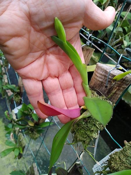 Laelia pumila coerulea 'AT' x coerulescens 'Cochetto'.jpg