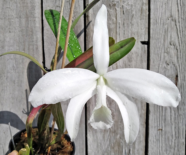 Laelia perrinii alba 'AM' x Laelia perrinii alba 'RK'.jpg