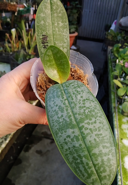 Phalaenopsis SWR Stuart x sib.jpg