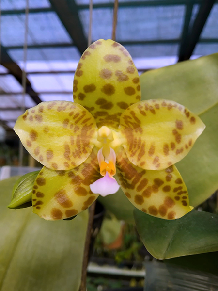 Phalaenopsis Lyndon Waltz x gigantea alba 'Tai Wei'.jpg