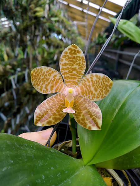 Phalaenopsis Mituo Golden Tiger 'Golden Ring' x gigantea alba 'Ta Wei'.jpg