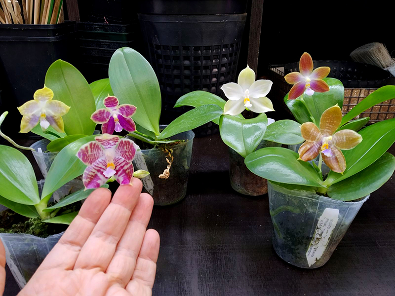 Phalaenopsis Tzu Chiang Tetralitz x Mituo Reflex Dragon.jpg